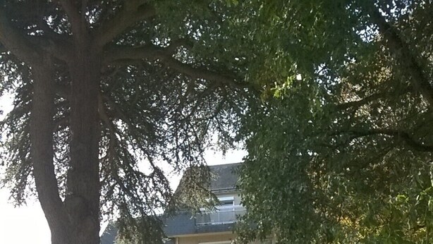 A multi-story residential building with balconies, a grassy courtyard, and a large tree. - Apartment in a Richmond hill residence (Tours)
