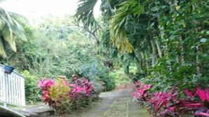 A narrow pathway with moss-covered steps leading through a garden with various plants and a white fence on the left.
