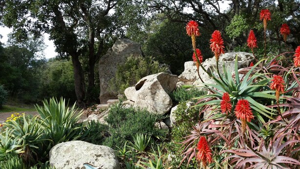 A garden with large rocks, various plants, and trees. - Haven of peace Cosy air-conditioned studio 16 m2+ Swimming pool for 2 persons (Porto-Vecchio)