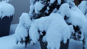 A snow-covered potted plant in a courtyard. - In HEART of St Gervais, PARKING, WIFI ... (Saint-Gervais-Les-Bains)