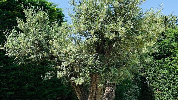 A picnic table under a large tree in a grassy area. - PRETTY FAMILY HOUSE IN PROVENCE (Éguilles)