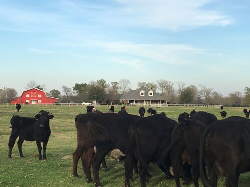 Ladon atopia Ranch A&M UT Dallas Houston College Station Austin Huntsville