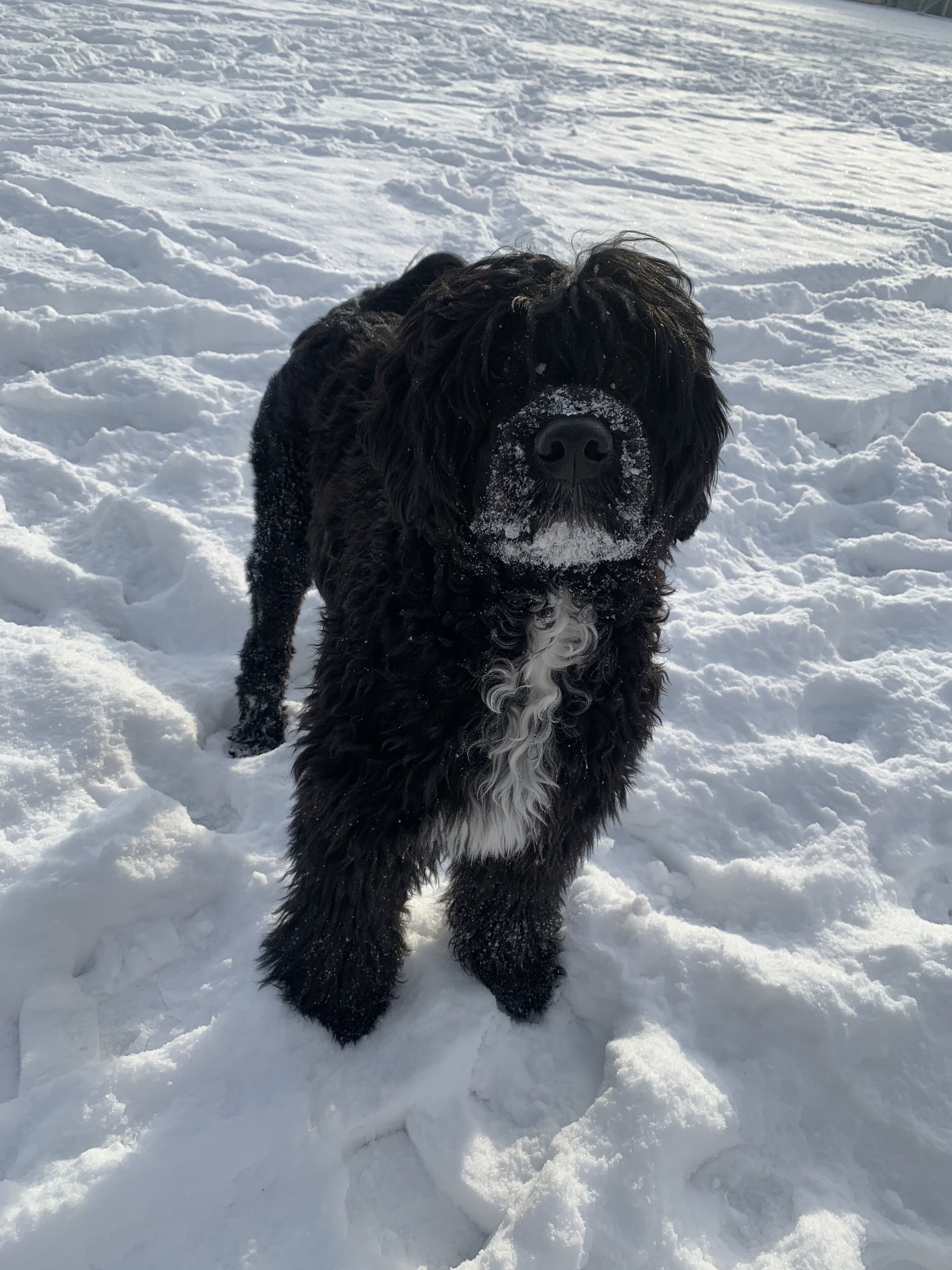 Un chien noir se tient dans la neige.