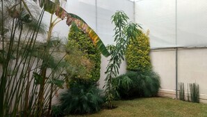 Ein Gewächshaus mit verschiedenen tropischen Pflanzen, darunter Bananenblätter und hohes, grünes Laub.