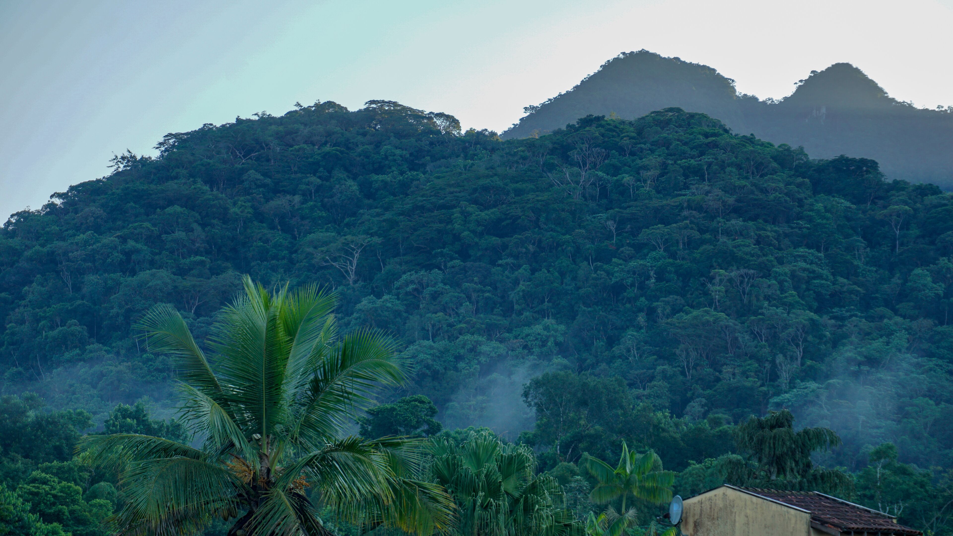 A lush green mountain with dense forest and a palm tree in the foreground.