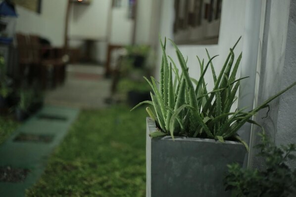 Property grounds - Aloe Vera Villa - Hostel (Negombo)