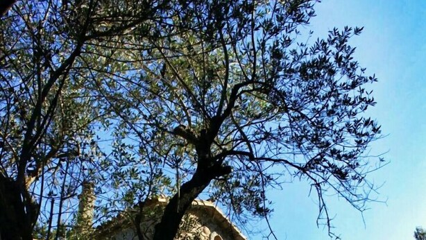 Een stenen gebouw met een centrale, gebogen deuropening, omringd door bomen en een gazon.