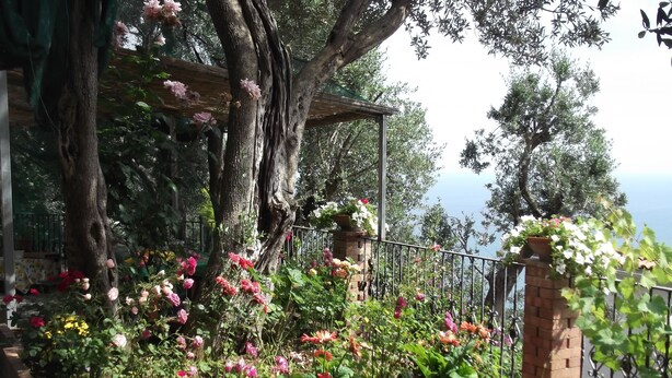 Un jardín con diversas macetas de plantas y flores, un muro de ladrillo y una valla metálica.