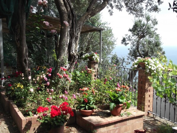 Property grounds - mimosas at the beginning of the Amalfi coast (Vietri Sul Mare)