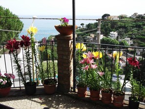 Property grounds - mimosas at the beginning of the Amalfi coast (Vietri Sul Mare)
