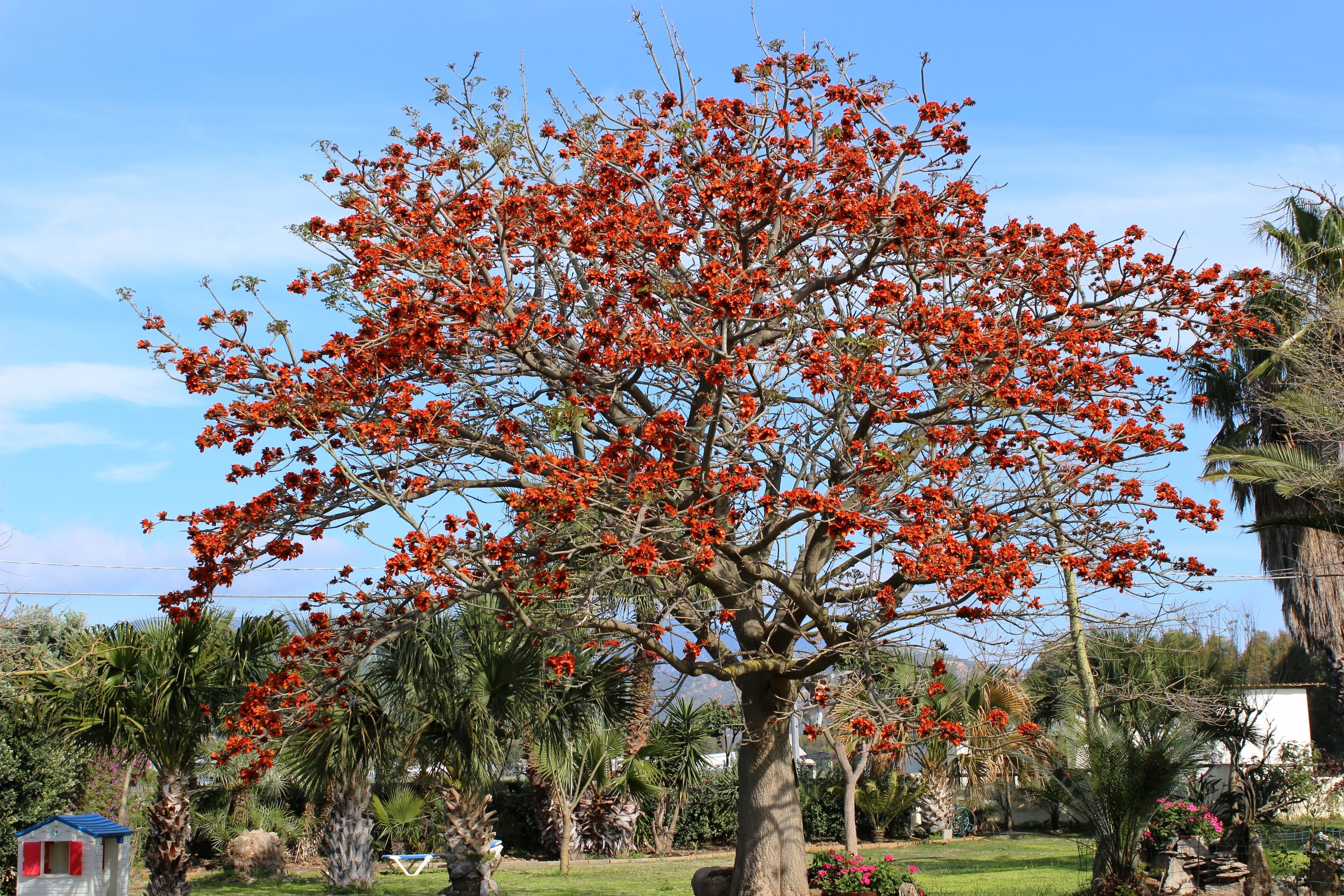A tree with red flowers in a garden.