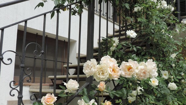 A staircase with a climbing rose bush. - Isolated on hill, flat with private terrace among romanesque art,quiet,nature. (Cocconato)