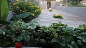 A garden pathway with strawberries and yellow flowers leading to a building with a tiled roof.
