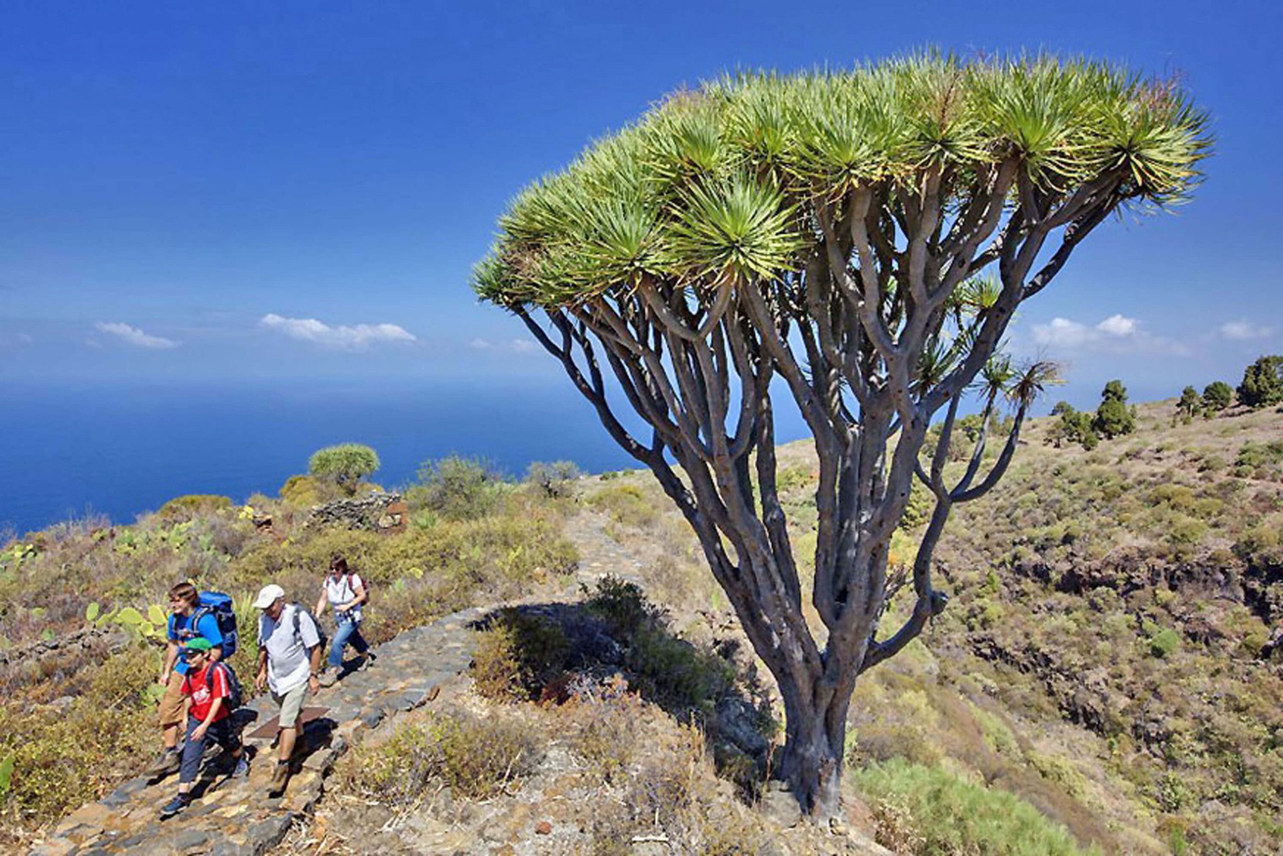 A group of hikers on a rocky trail with a distinctive tree with green foliage.