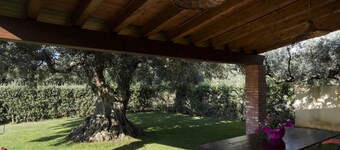 House Immersed among the centuries-old olive trees