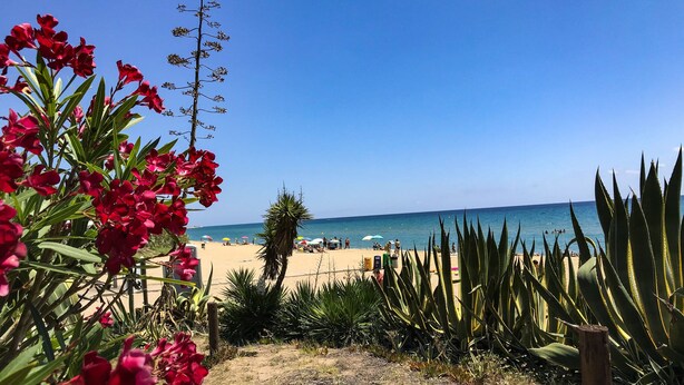 Een strand met een heldere lucht, zandstrand en begroeiing op de voorgrond.