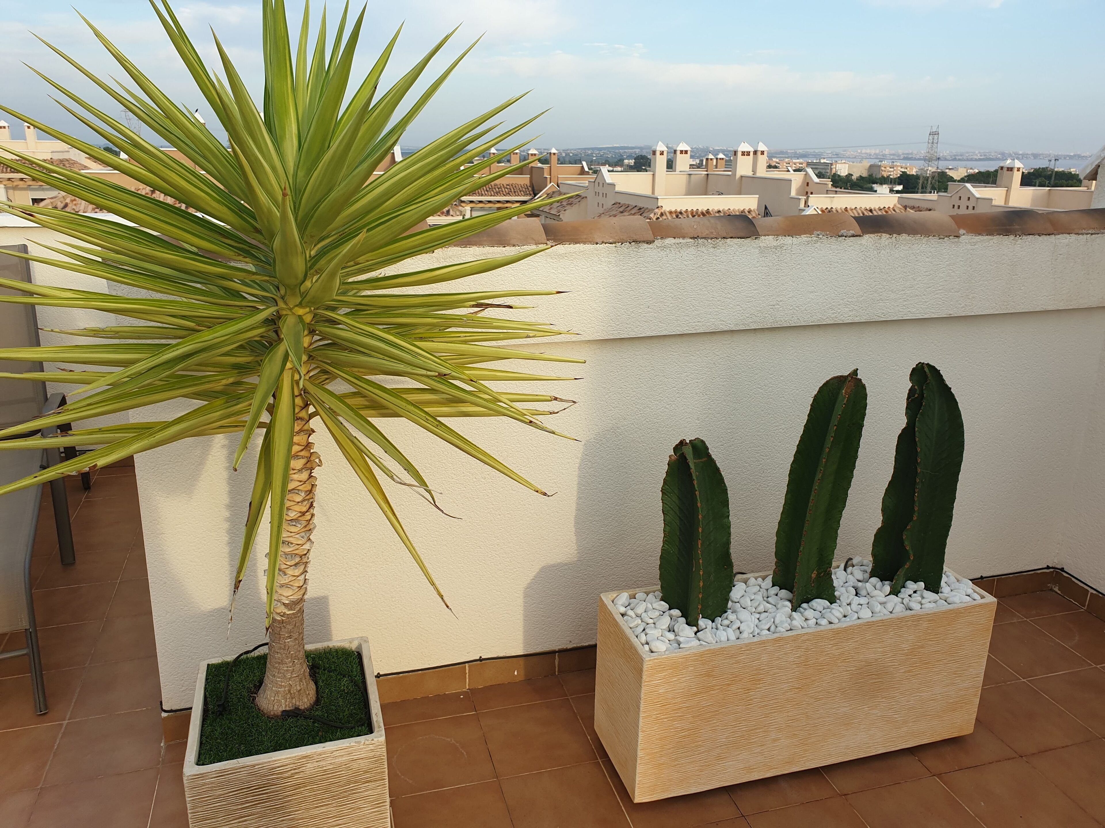A rooftop terrace with a palm tree and three cacti in planters.