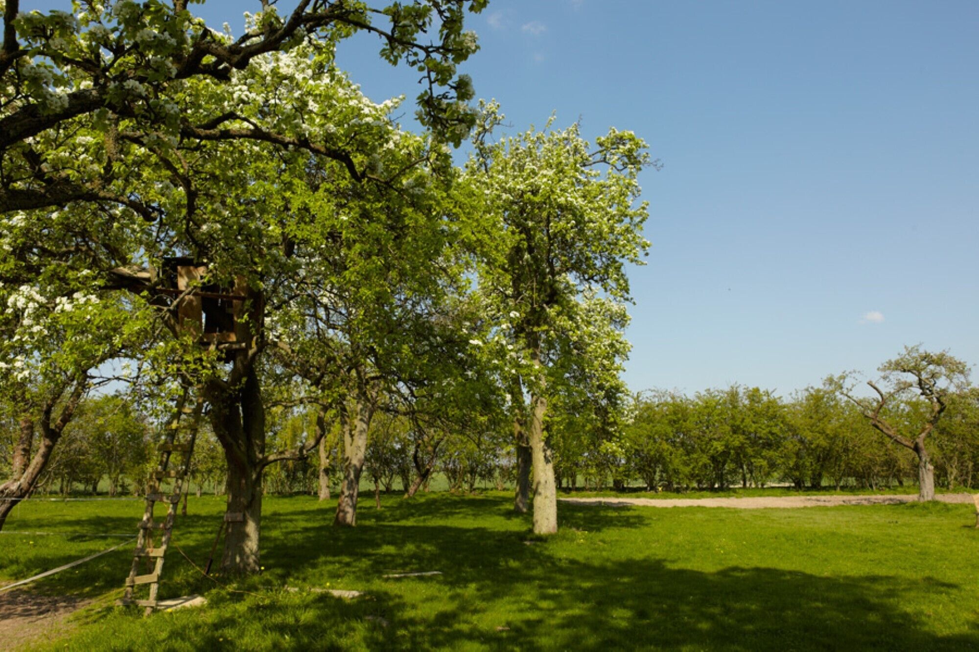 En park med träd, en träkonstruktion och en klar himmel.