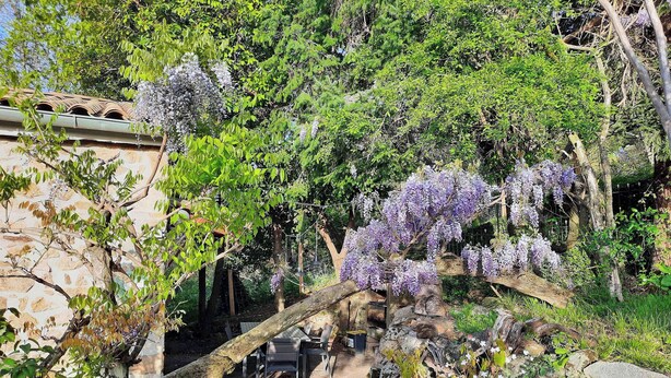 Un sendero de piedra conduce a una zona de estar con vistas a un jardín de glicinias púrpuras y follaje verde.