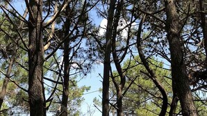 Waldlandschaft mit hoch aufragenden Bäumen und einem Gebäude im Hintergrund.