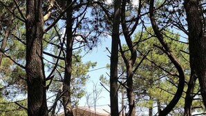Un área boscosa con árboles altos y un edificio al fondo.