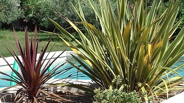 A pool area with plants and a mountainous backdrop. - New cottage, with swimming pool facing the Luberon (Robion)