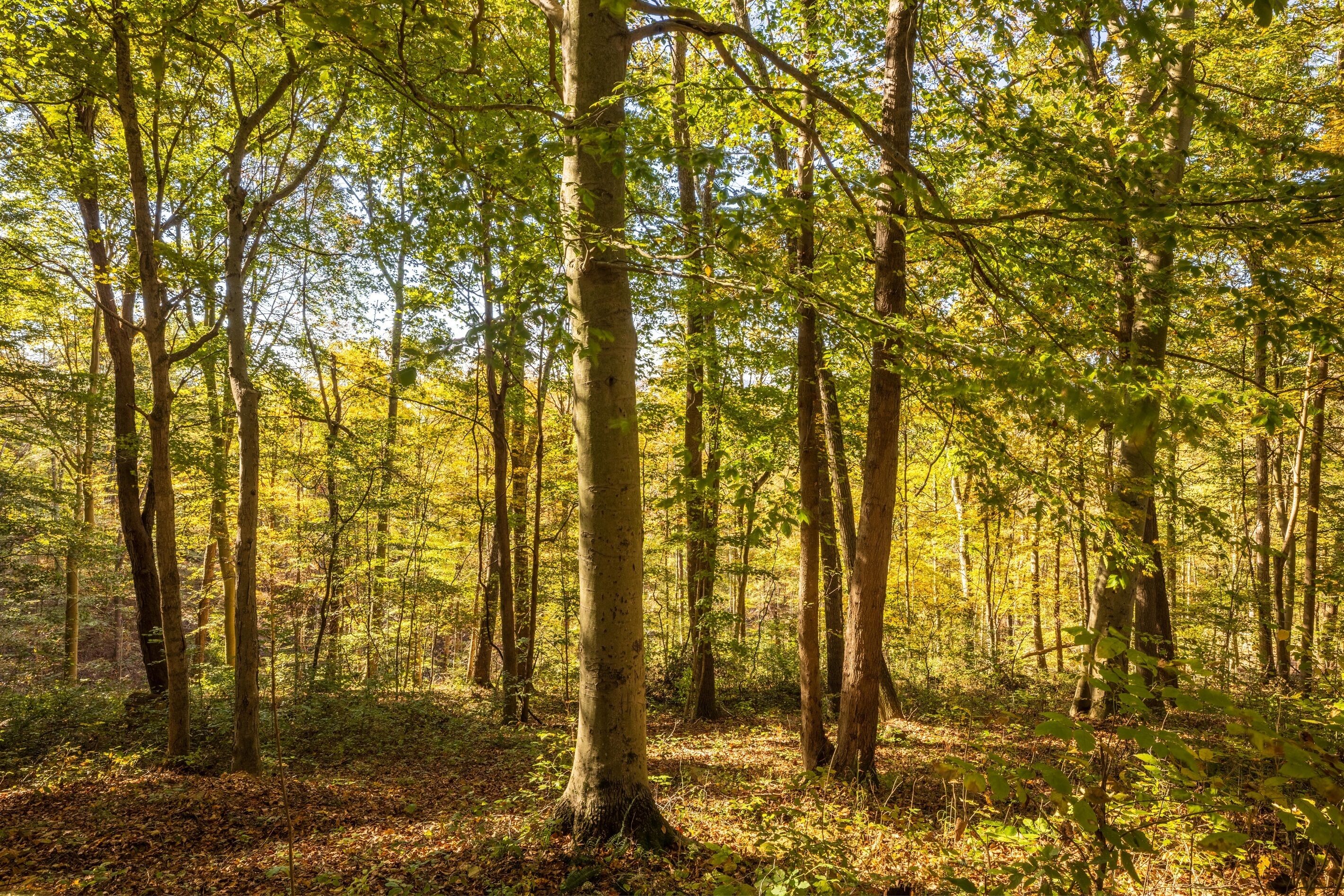 A dense forest with tall trees and a ground covered in leaves.