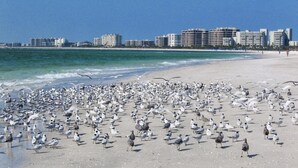 Ein Strand mit vielen Möwen und einer entfernten Ansicht einer Stadtlandschaft mit Hochhäusern.