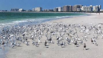 Liggestole, badehåndklæder