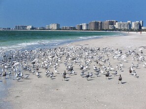 Chaises longues, serviettes de plage
