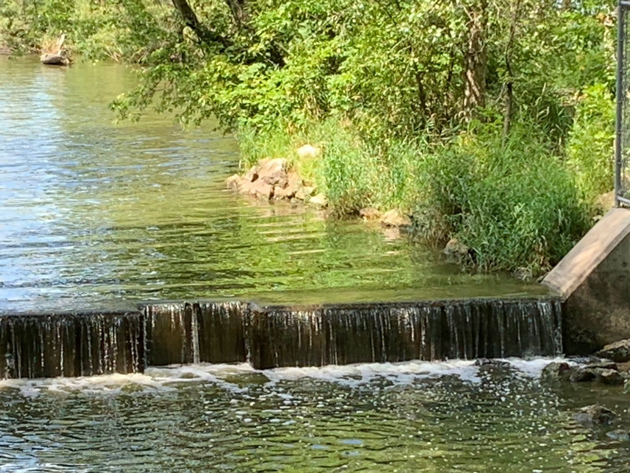 Une petite cascade nichée dans un cadre naturel, entourée de verdure.