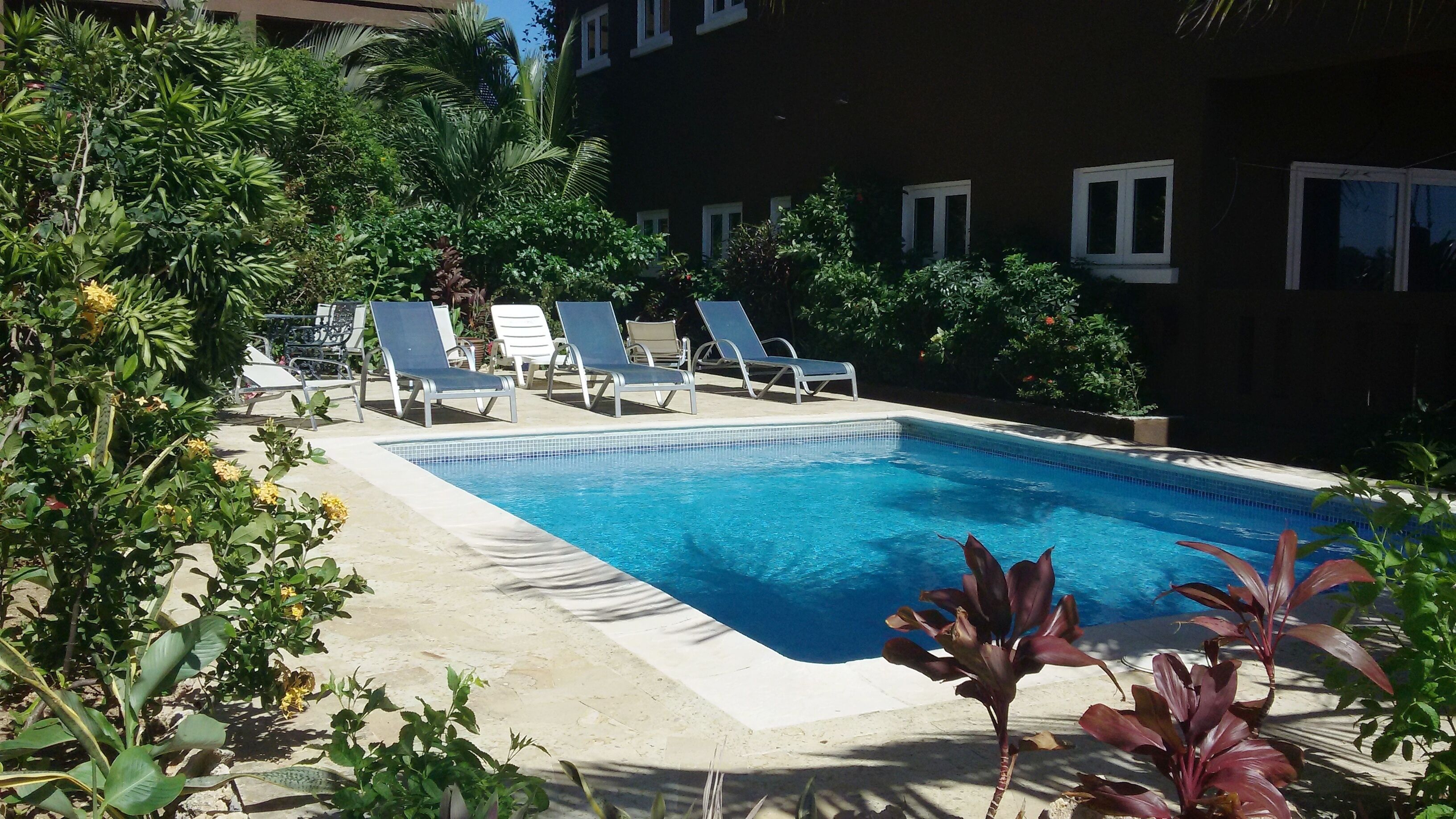 A rectangular pool with clear blue water, surrounded by lounge chairs and various tropical plants.