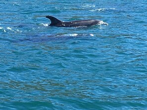Uma baleia nadando no oceano.