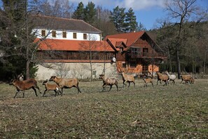 Exterior - Willow apartment at Kamenný potok (Kájov)