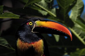 Unclassified image, 3 of 59, button - Pacifico Colonial Luxury Penthouse in Manuel Antonio Panoramic Ocean View  (Manuel Antonio)