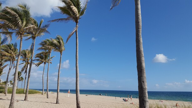 Una spiaggia con palme e l'oceano.