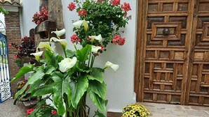 Una planta en maceta con flores blancas y rojas frente a una puerta de madera.