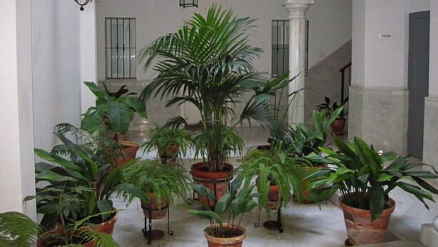 Un espacio interior con varias macetas de plantas dispuestas en un patio con paredes y arcos blancos.