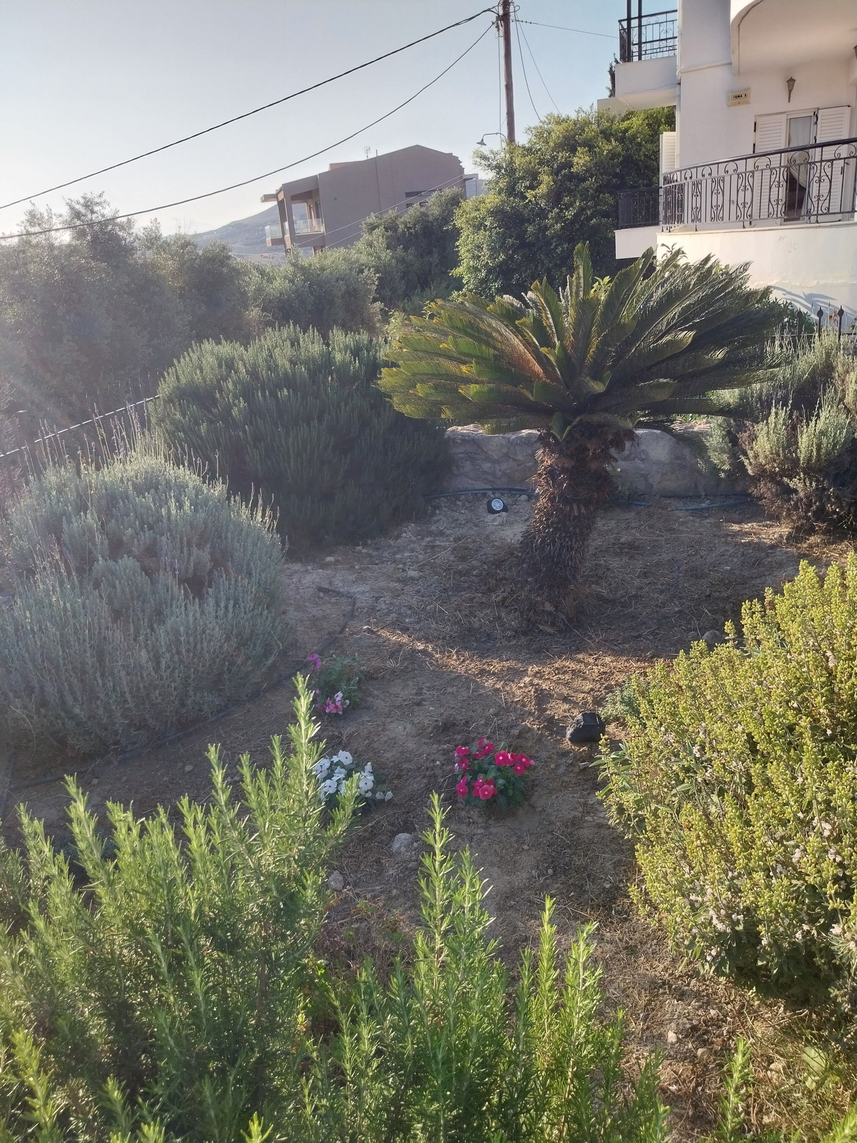Un jardin avec différentes sortes de plantes et un petit étang.