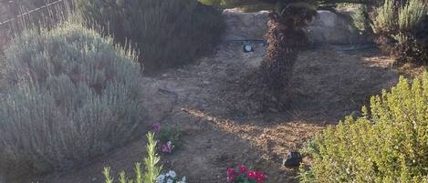 Un jardin avec différentes sortes de plantes et un petit étang.