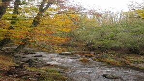 Un arroyo pedregoso en un bosque con follaje otoñal.