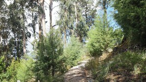 A stone pathway leading through a forested area with tall trees and undergrowth.