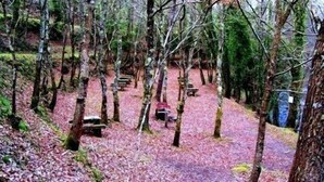 A forested area with a clear path, benches, and a picnic table.