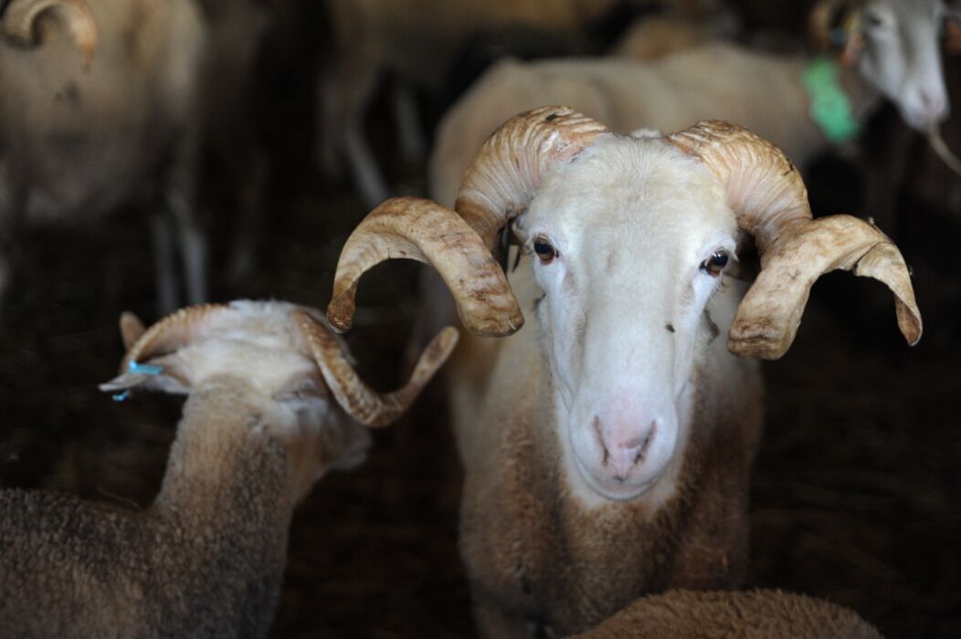 A ram with large curved horns in a pen with other rams.