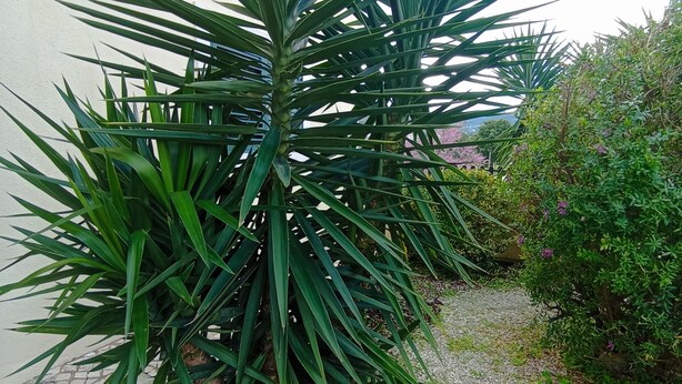A large palm tree in a garden area with a gravel path and a wooden fence.