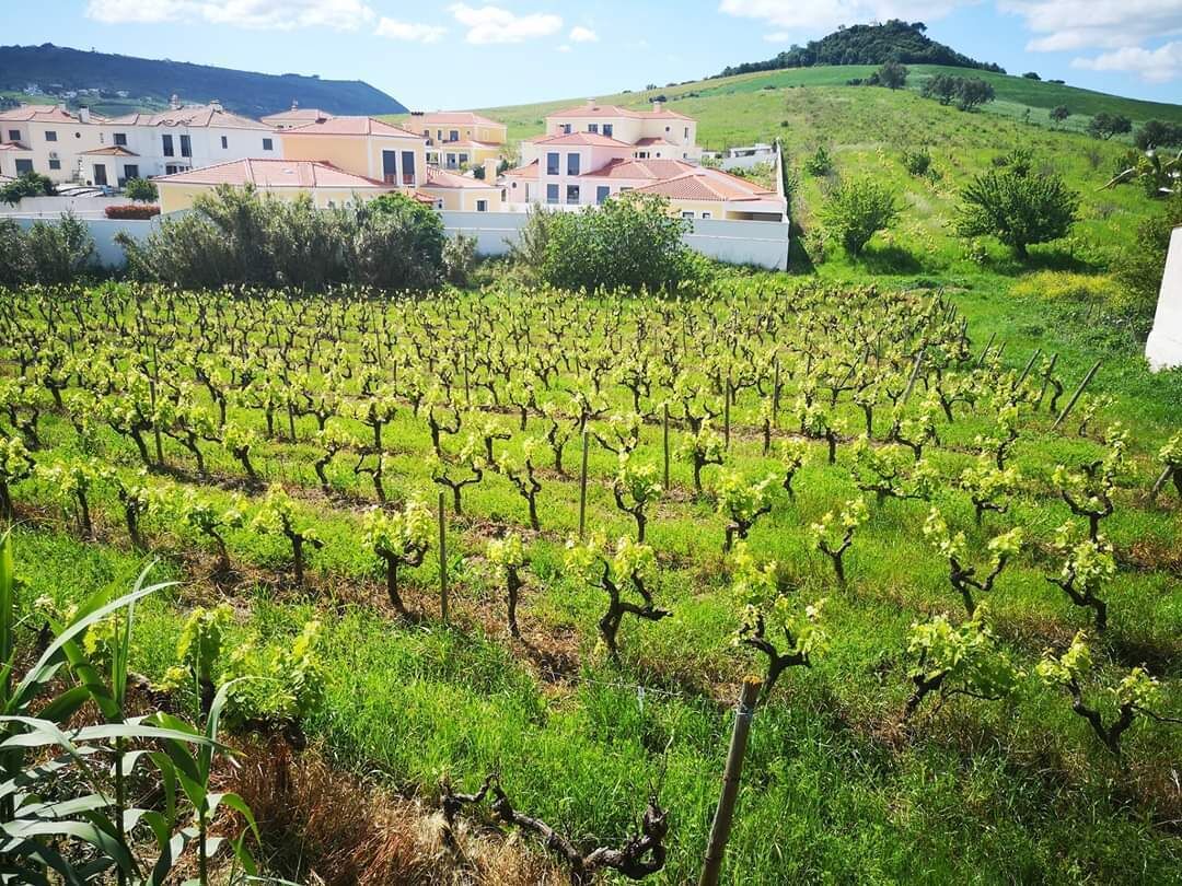 Valley Guest House - Swimming pool and Countryside