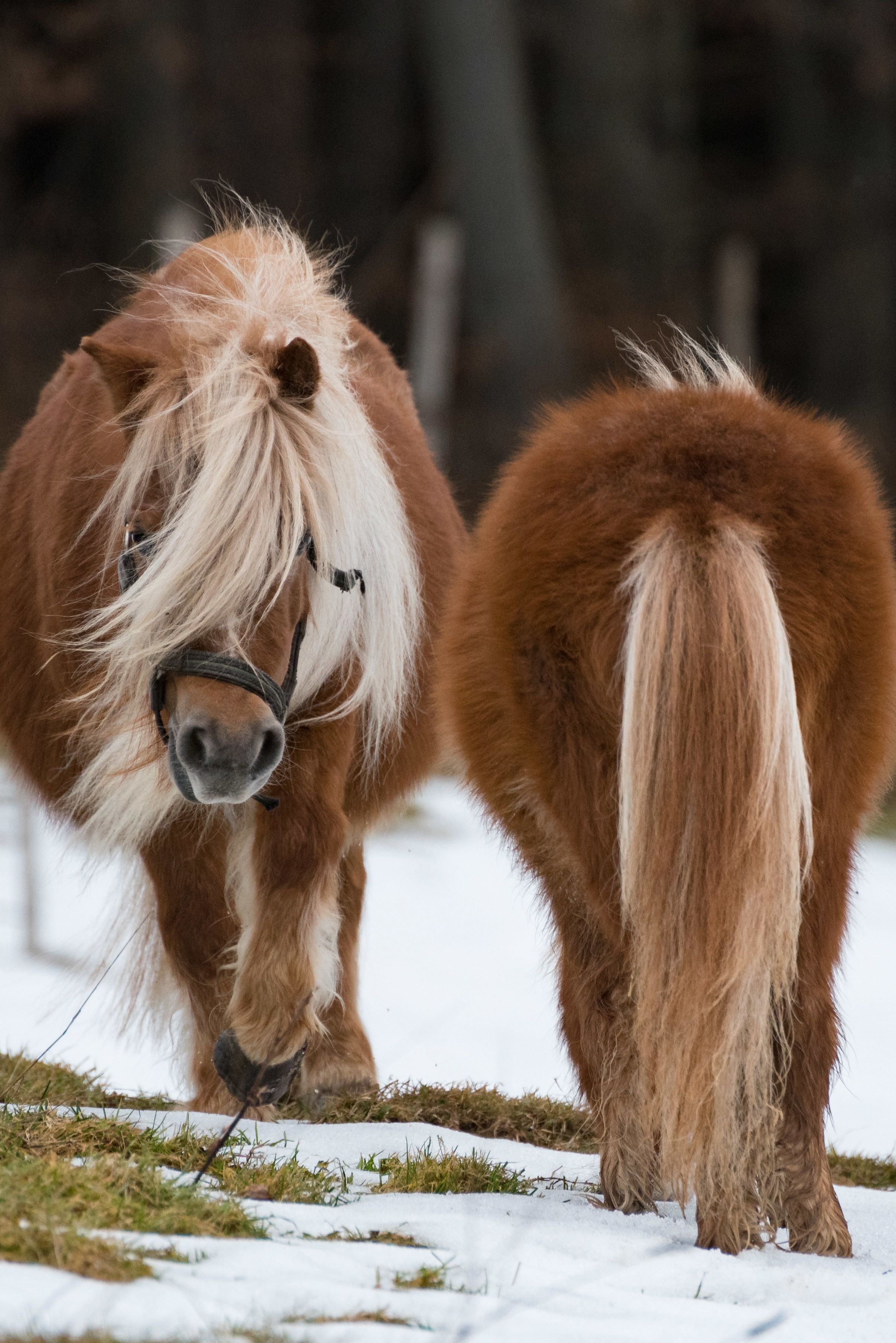 Two horses standing in a snowy field.