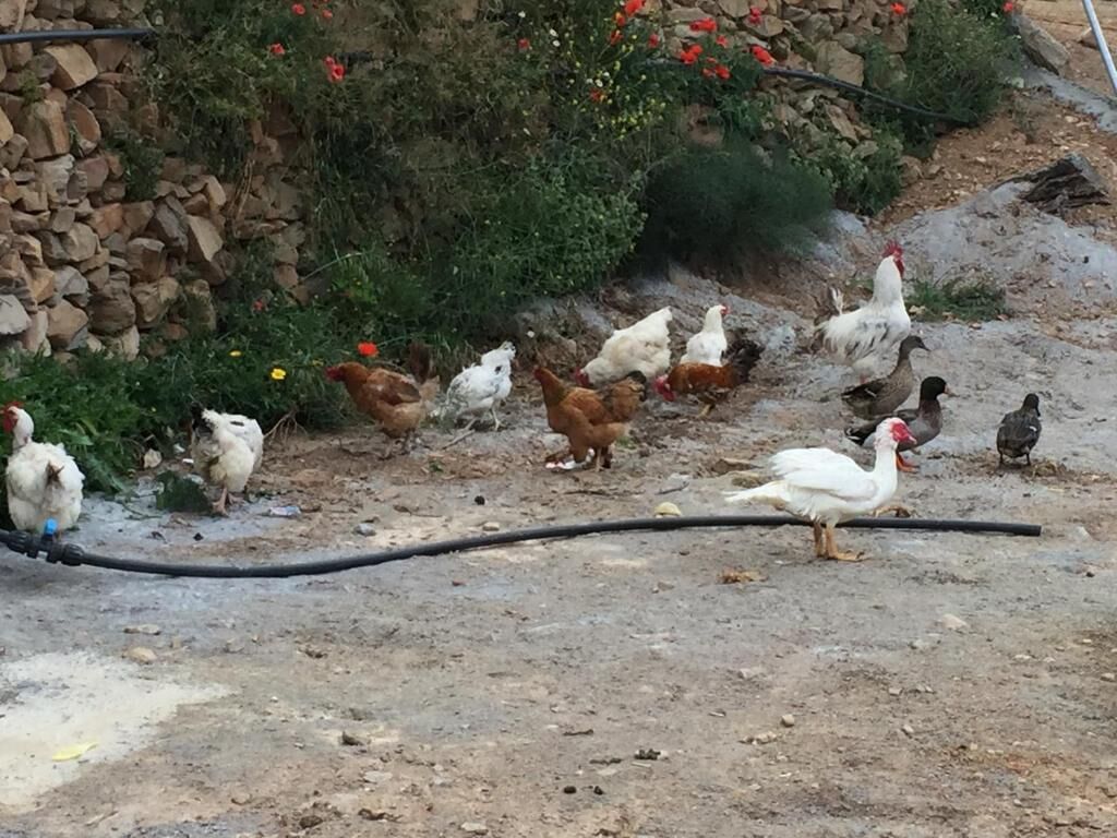 Un groupe de poules et de canards se trouve sur un terrain en terre, avec un mur de pierres et quelques plantes vertes en arrière-plan.