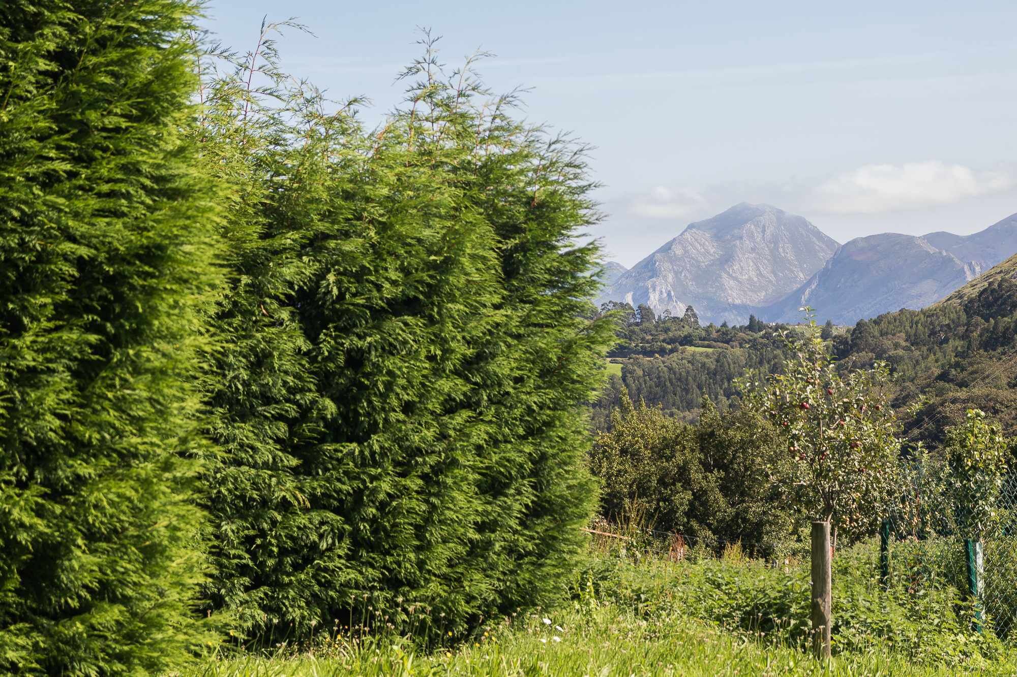 A mountainous landscape with dense green foliage and a clear sky.