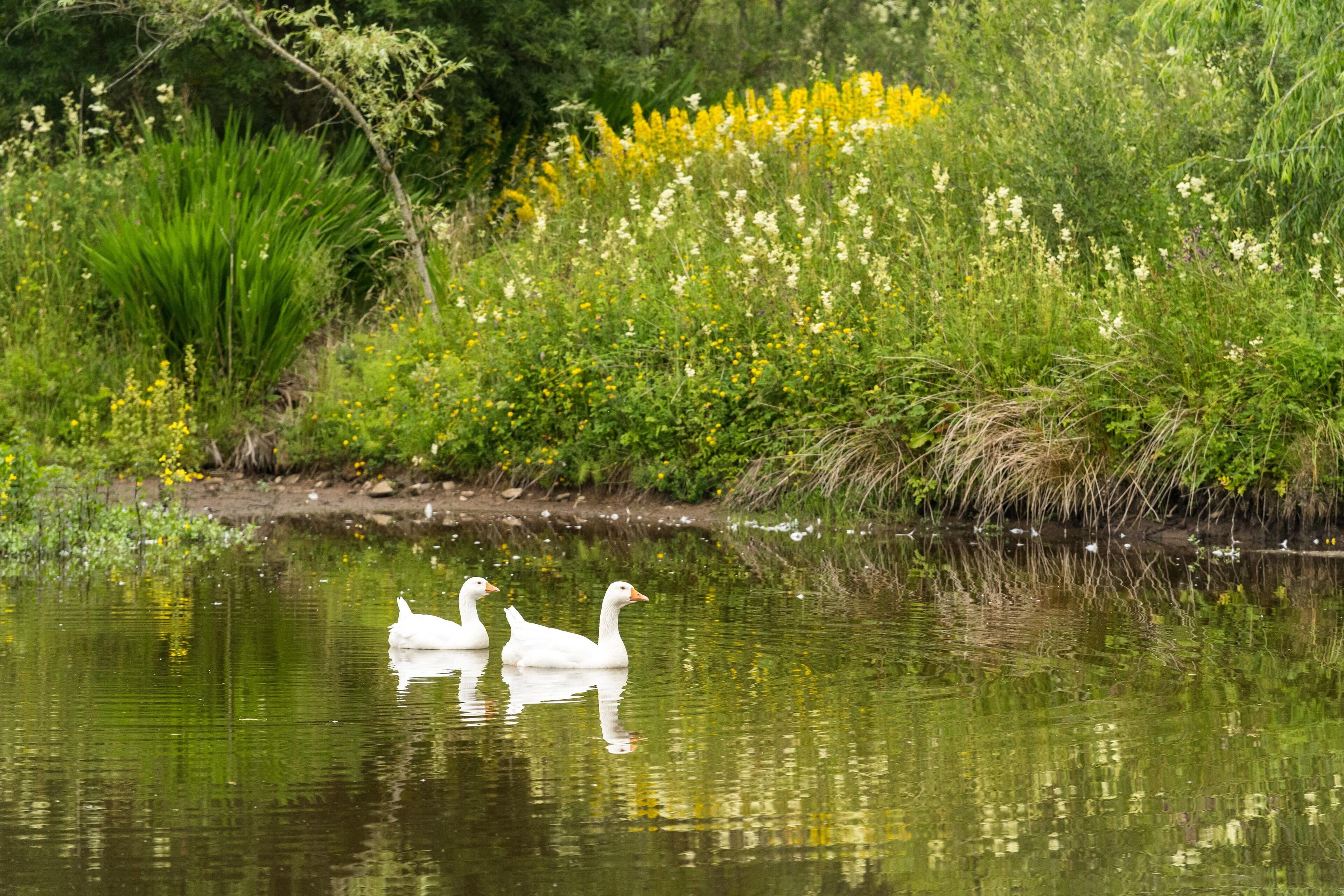 Two white geese swimming in a pond surrounded by lush greenery and yellow flowers.